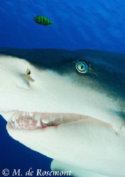 Close shot of Blanchette, a female lemon shark. D50/12-24... by Moeava De Rosemont 